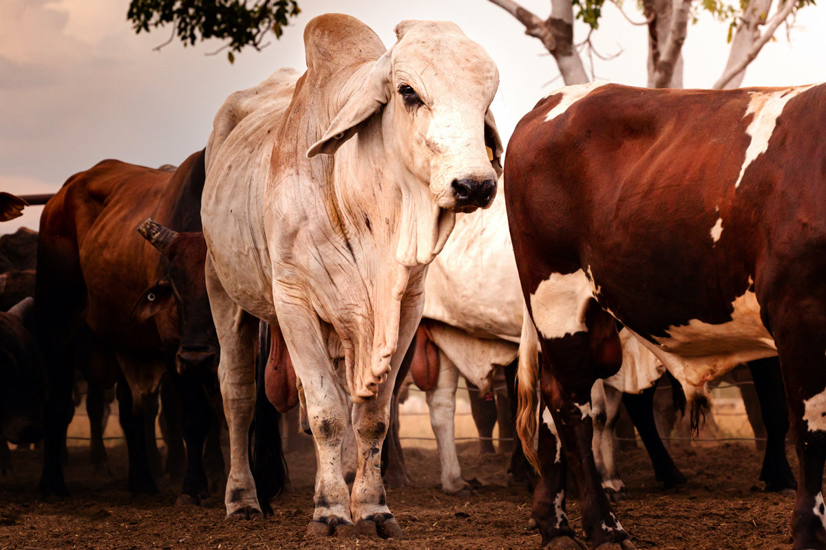 Cattle Breeds In Australia Book