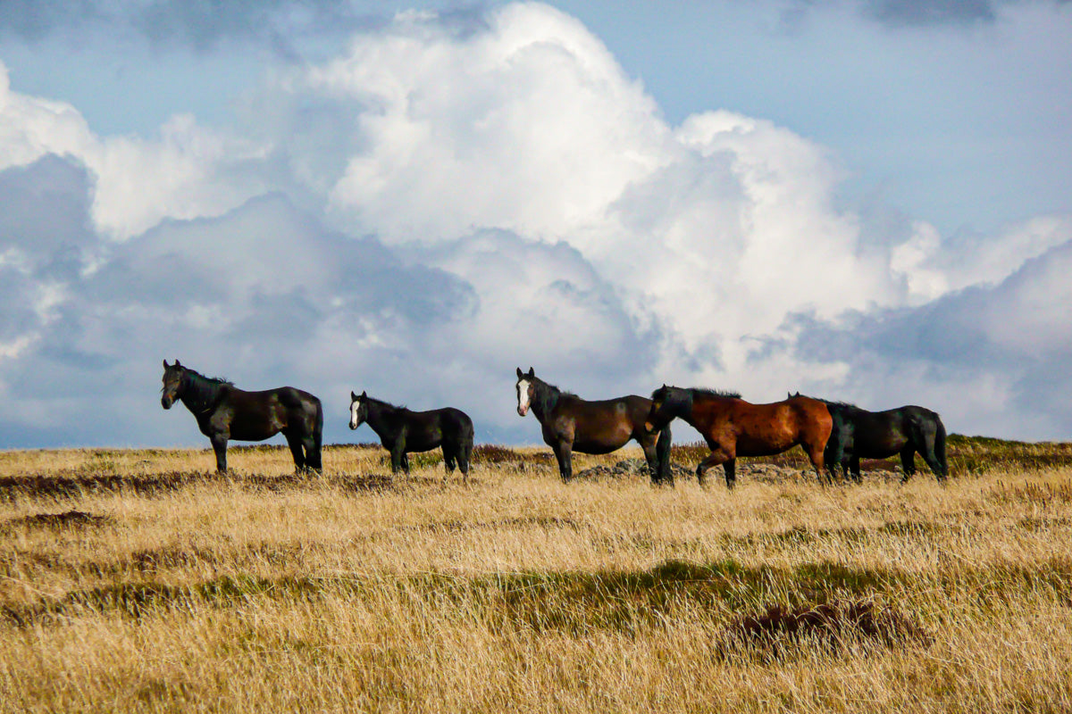 Brumbies in Victorian Alps Australia