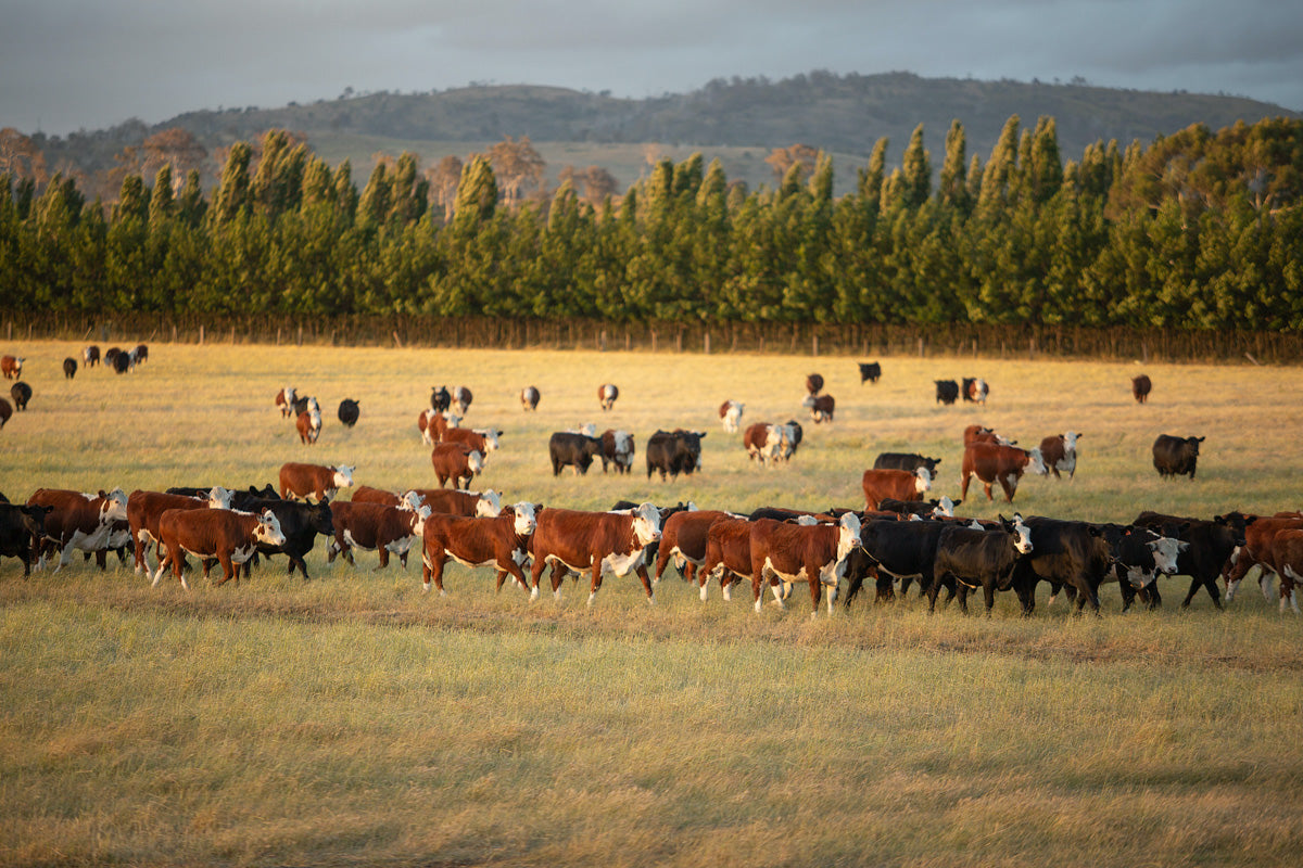 Herd of Cattle