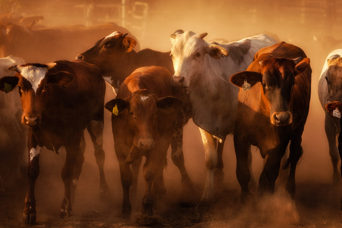 The Resilient World of Cattle Farming in Western Australia