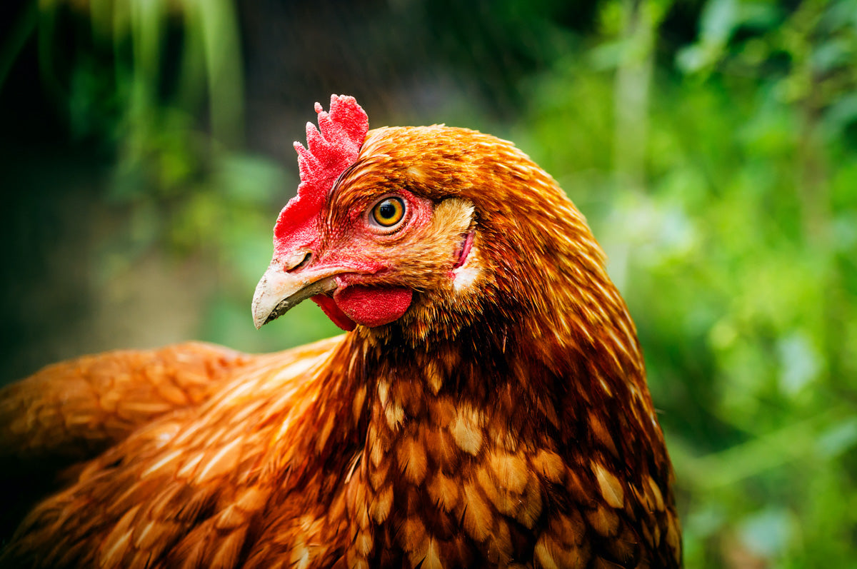 Chicken with head turned looking sideways at the camera