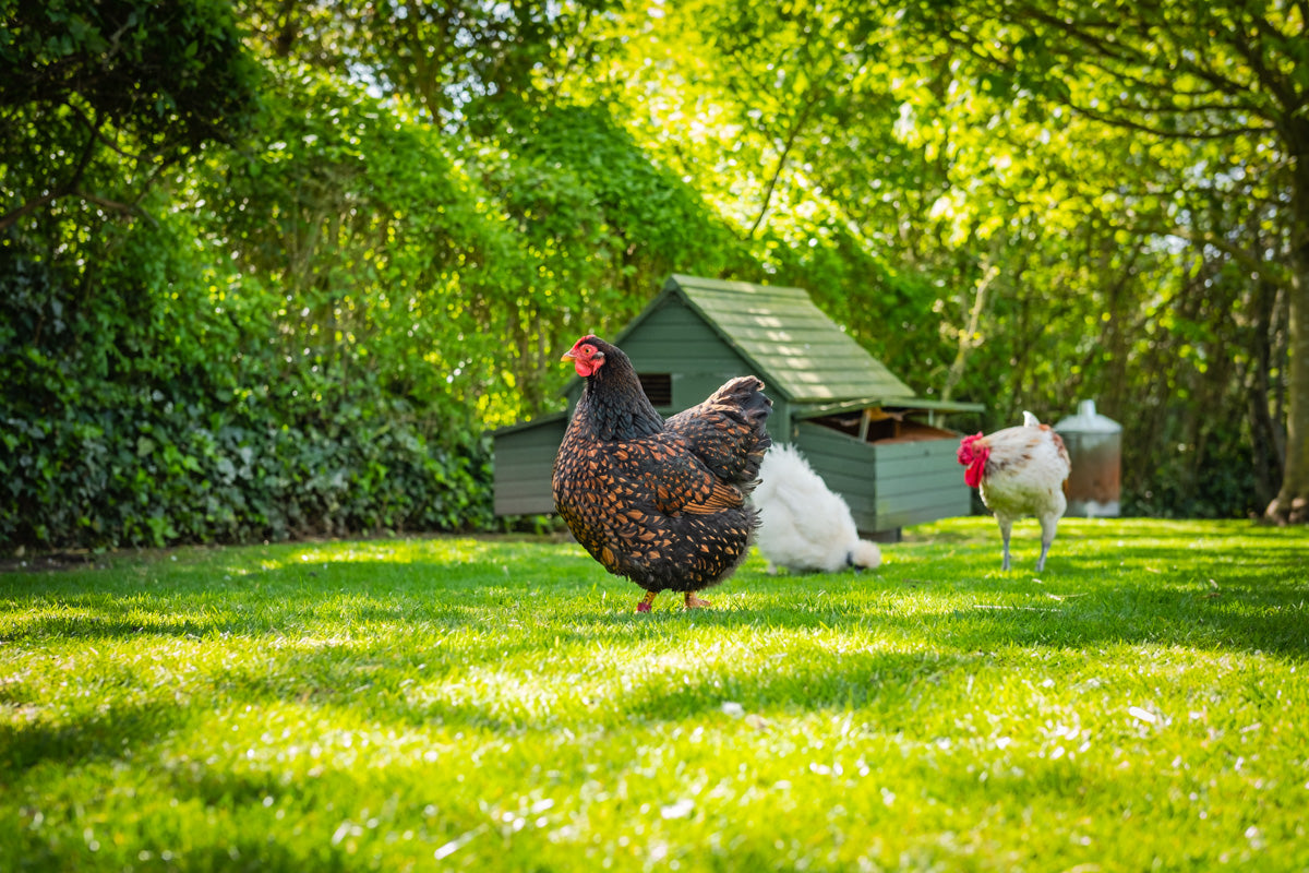 Wyandotte chicken and silkie chicken in yard with chicken coup