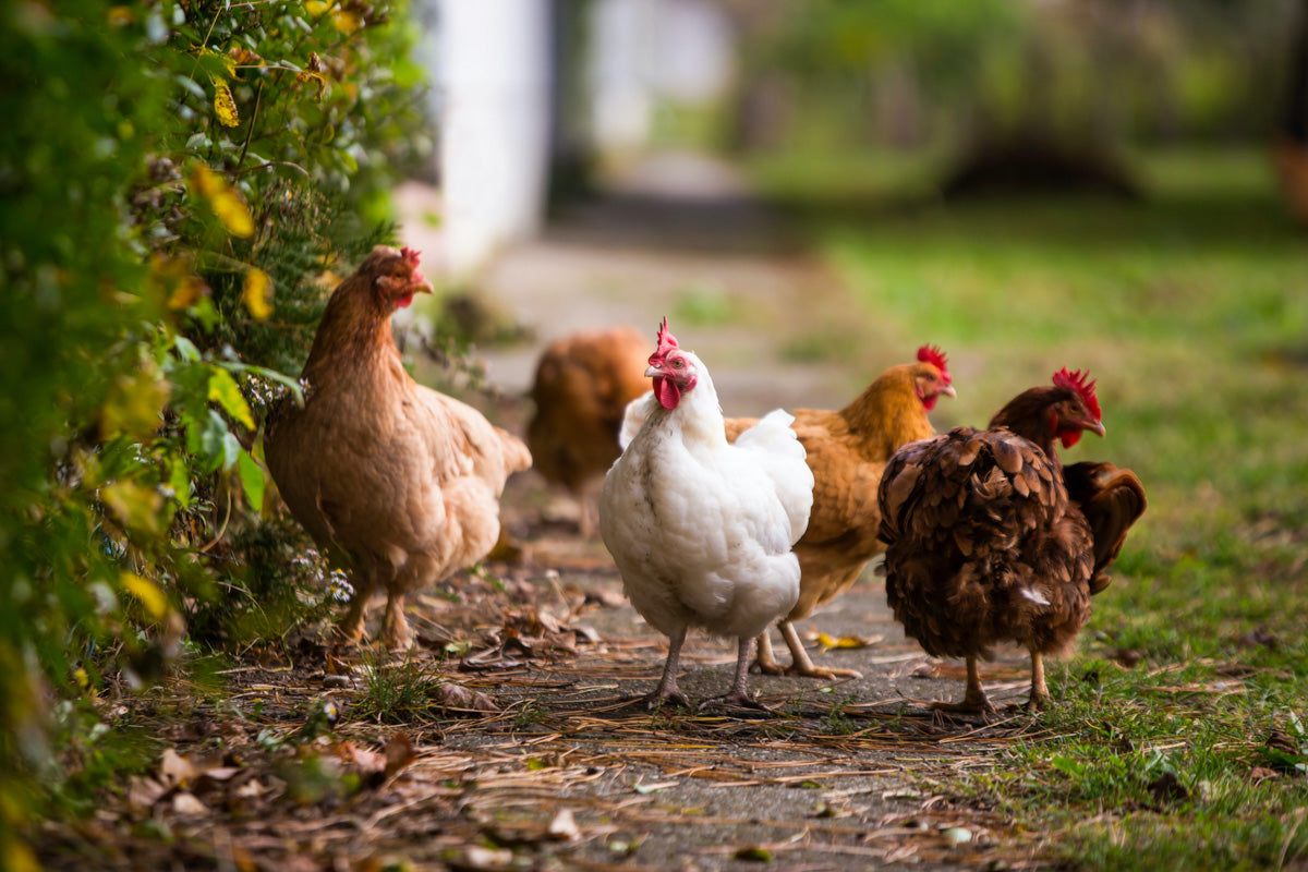 Chickens on a path