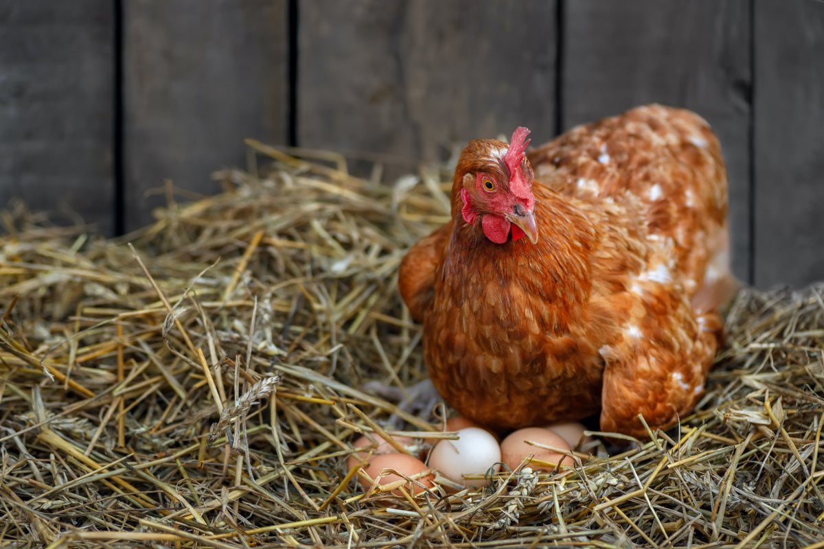 Chicken with eggs in straw