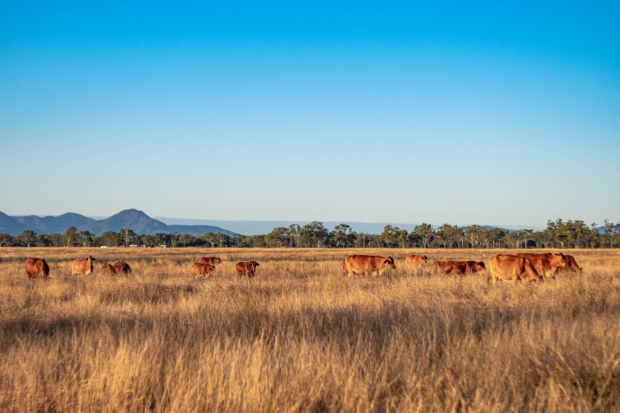 The Cattle Country: A Look at Australia's Booming Cattle Industry