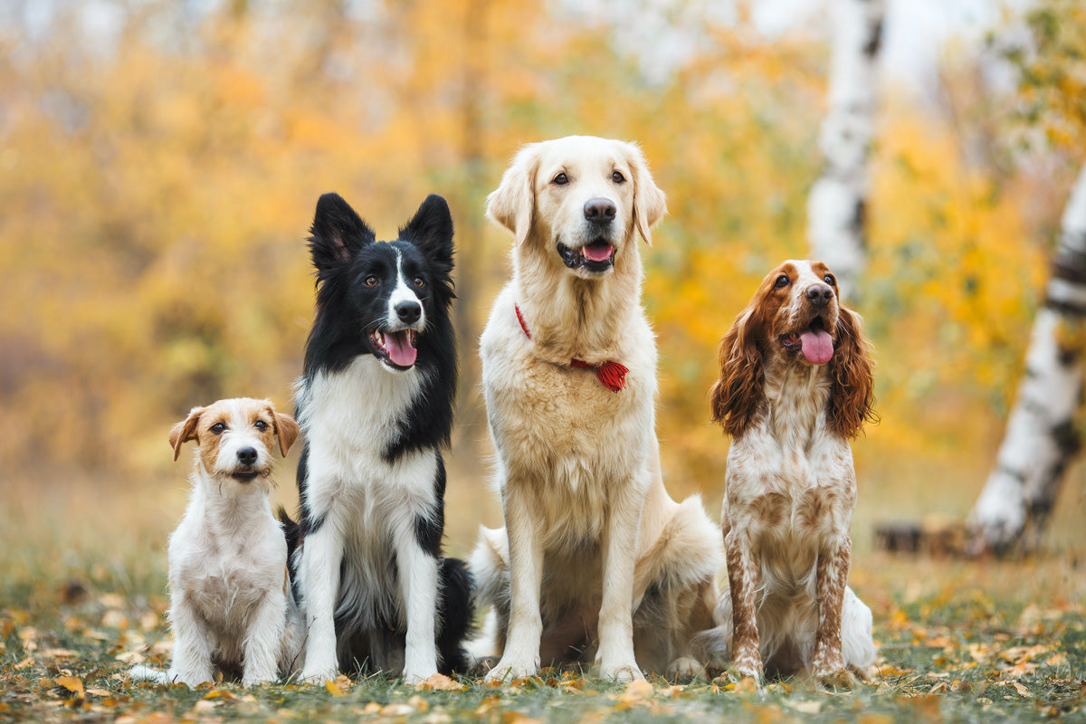 Group of dogs sitting together golden retriever spaniel border collie jack russell terrier 