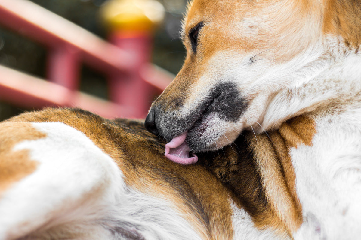 Dog Licking Itself