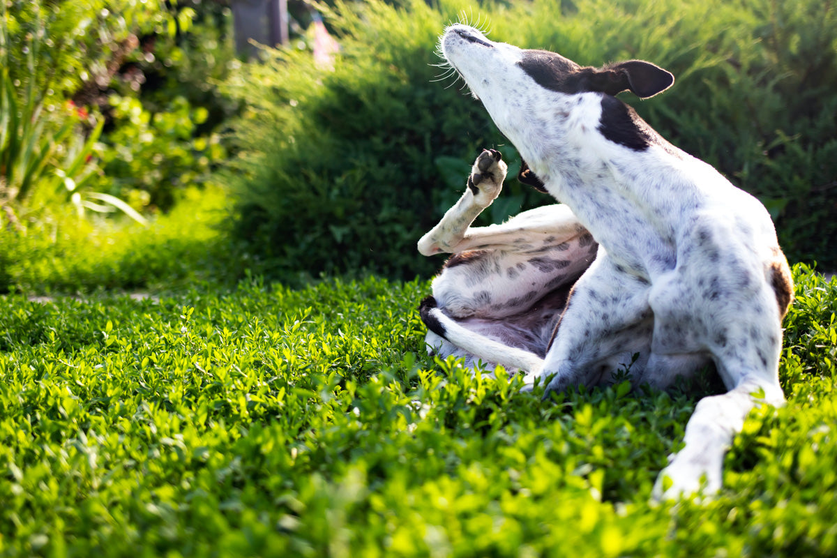 Dog scratching on the grass