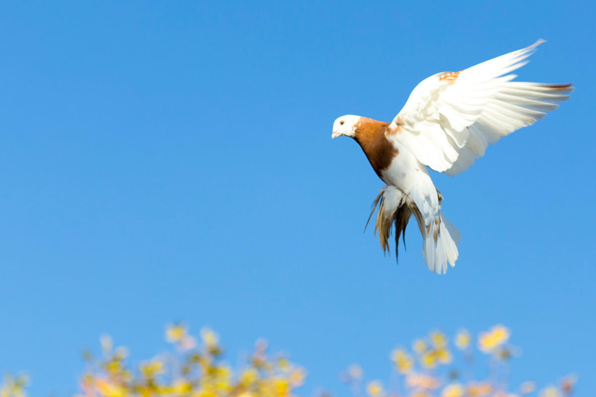 pigeon flying in blue sky