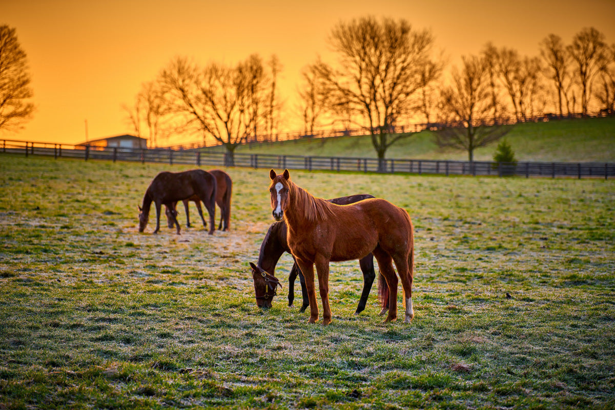 Horses in paddock with orange sky