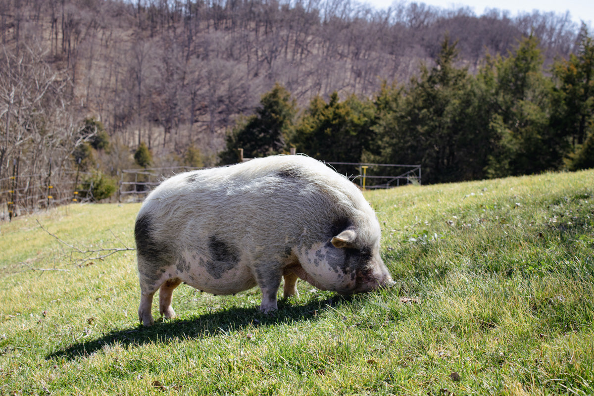 Pot bellied pig in a field