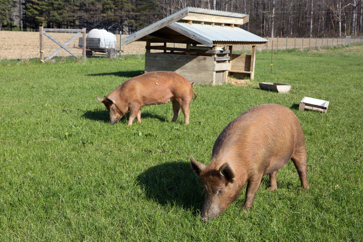 Tamworth pigs on a small farm