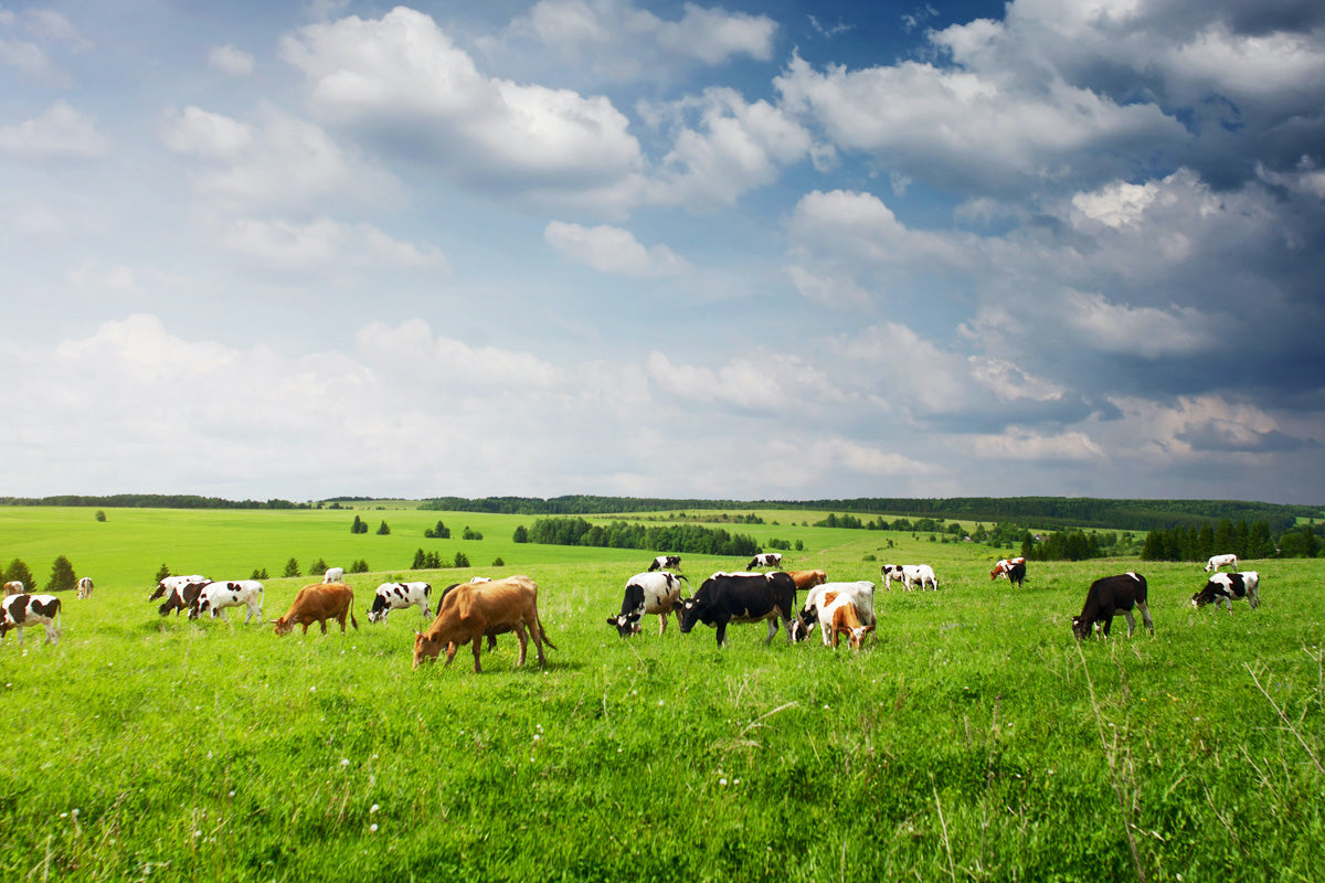 The Lifespan of Cows: A Closer Look at Their Journey Through Time