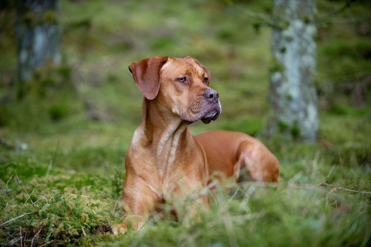 Dog in grass listening intently