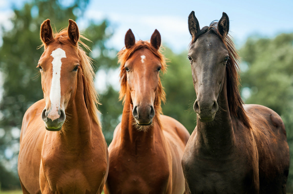 Three horses in field looking at camera