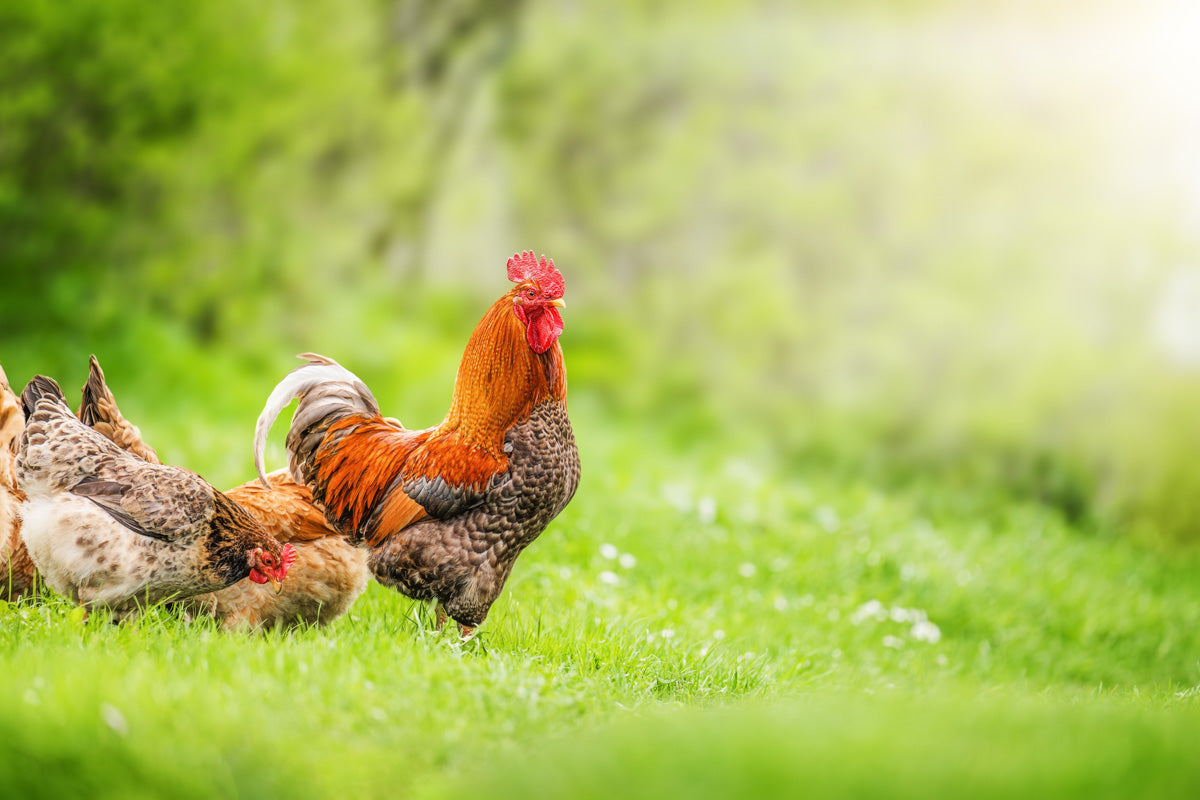 Rooster and hens in the grass