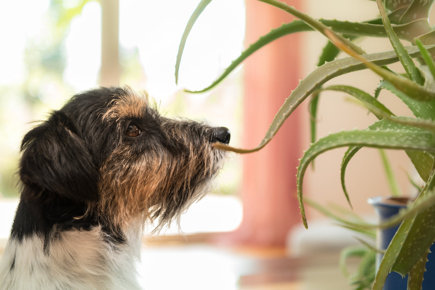 Beware of These Common Plants: Keep Your Dogs Safe