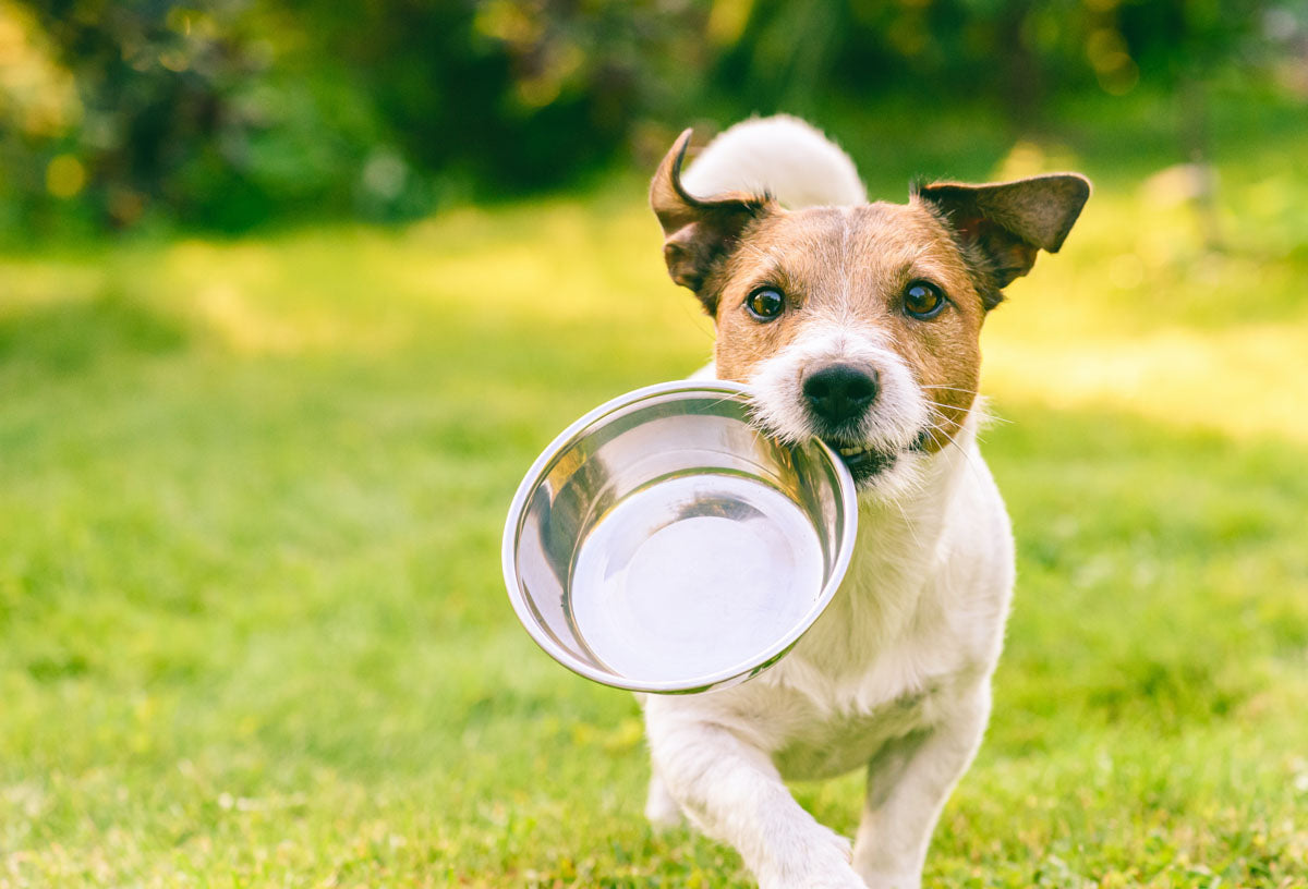 Wet Food vs. Dry Food for Dogs: Understanding the Pros and Cons of Each