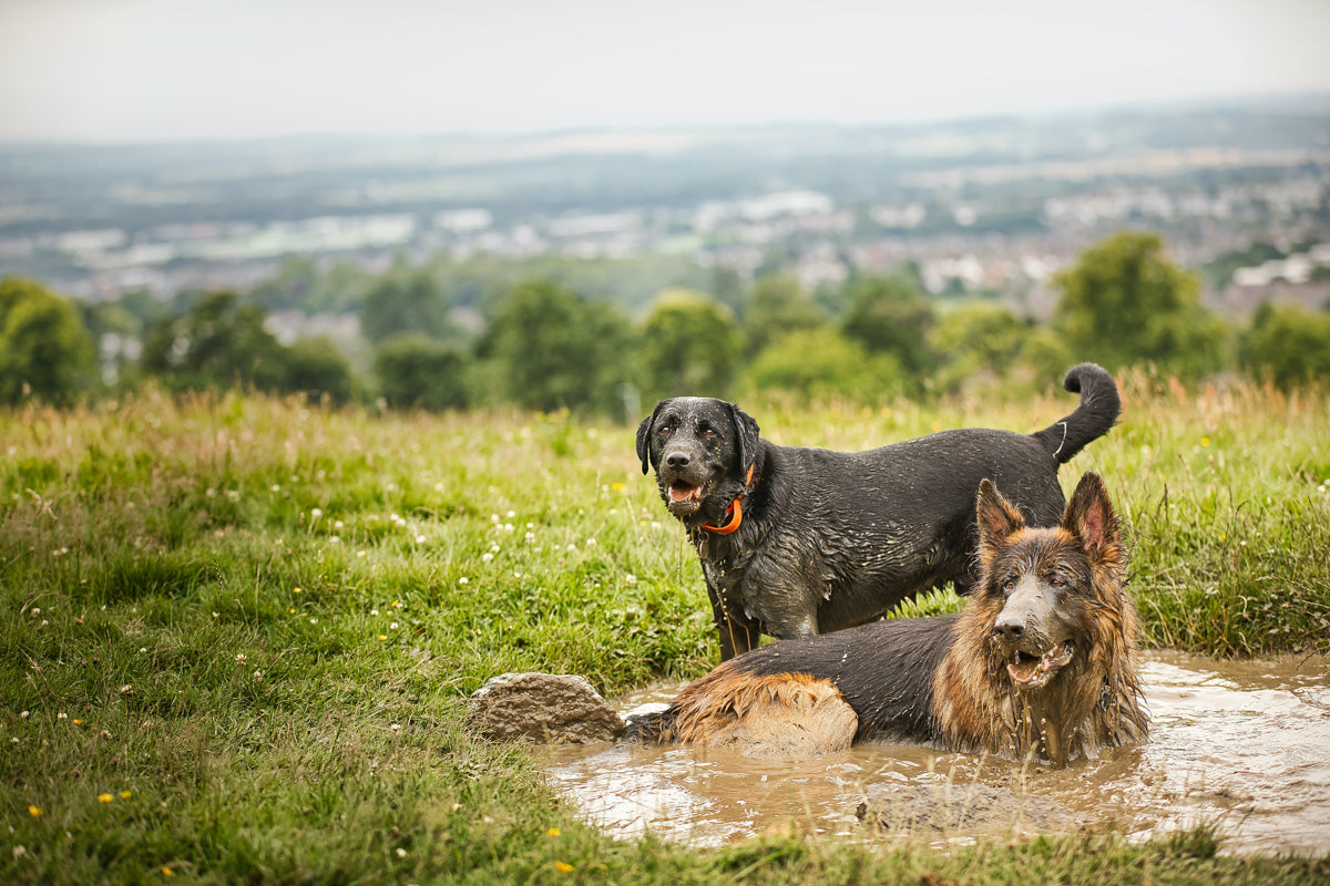 Two dogs playing in a mud puddle