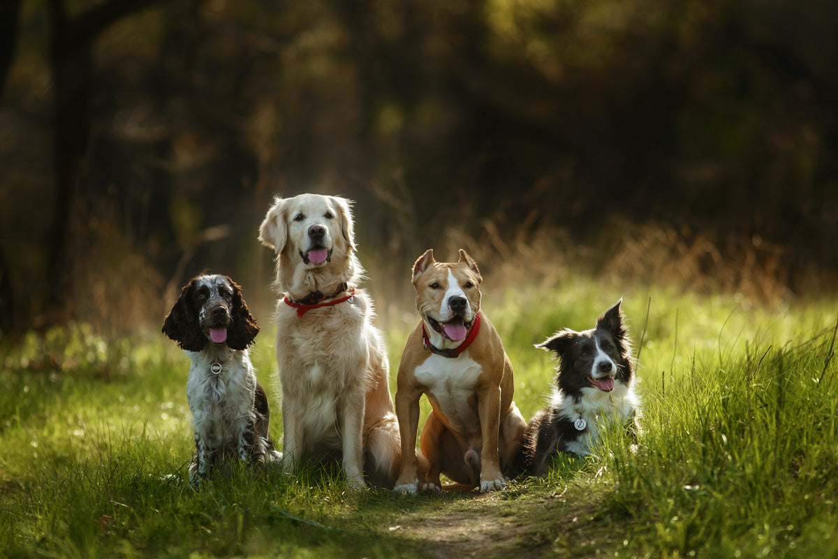 Four dogs sitting together on a path