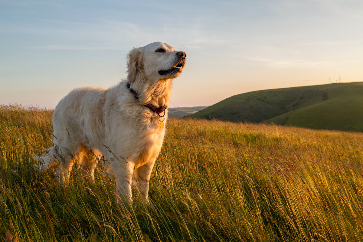 Dog in a field in the sunset