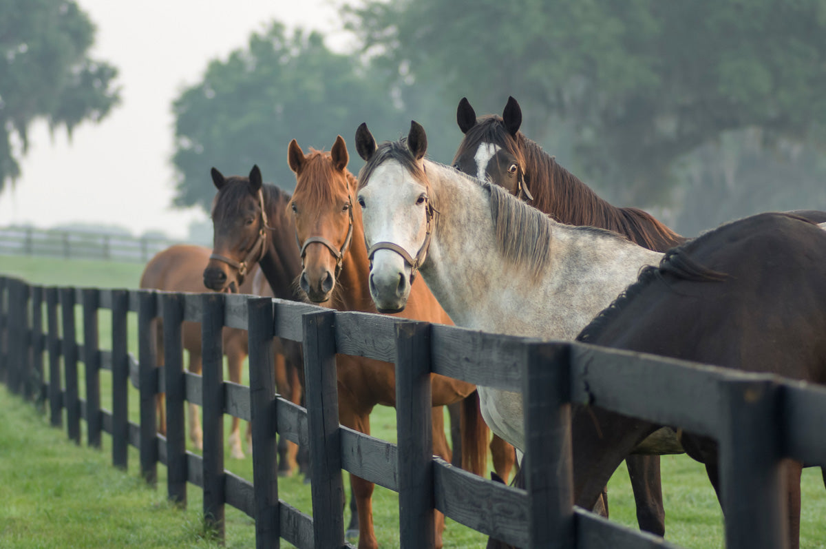 Herd of horses at a fence