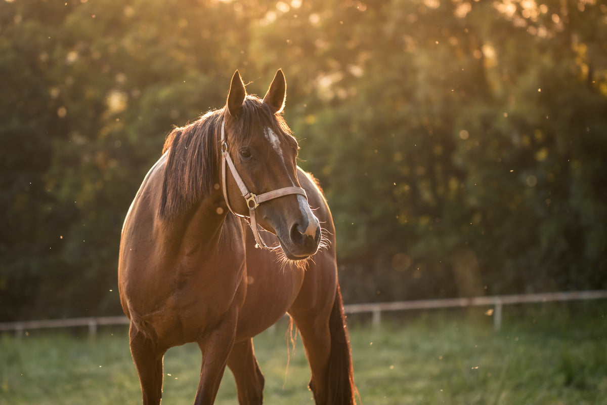 Horse in sunshine with bugs in the air