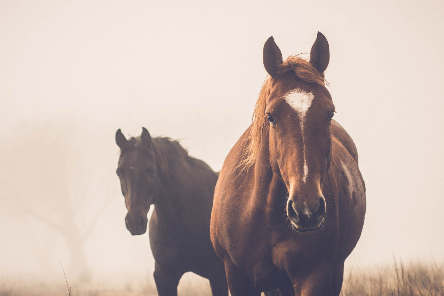 Understanding Your Horse's Emotions: A Guide to Equine Communication