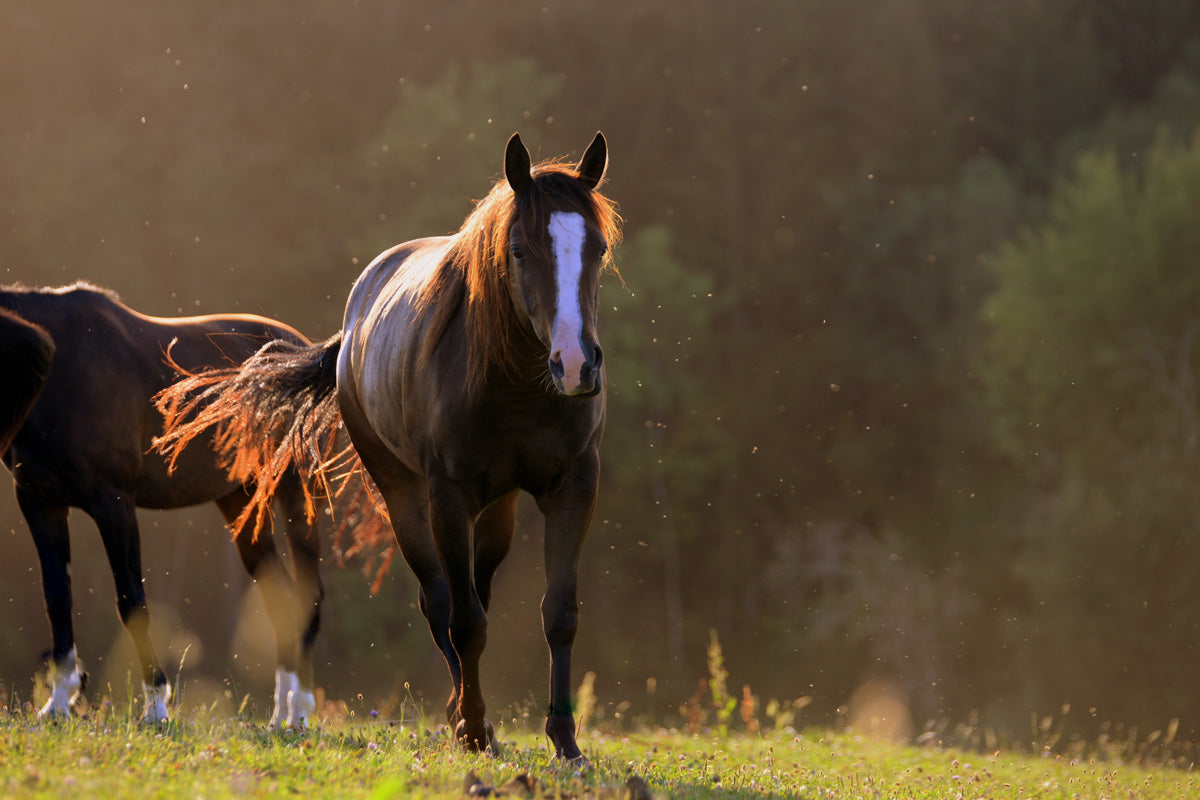 Horse in field with sun shining