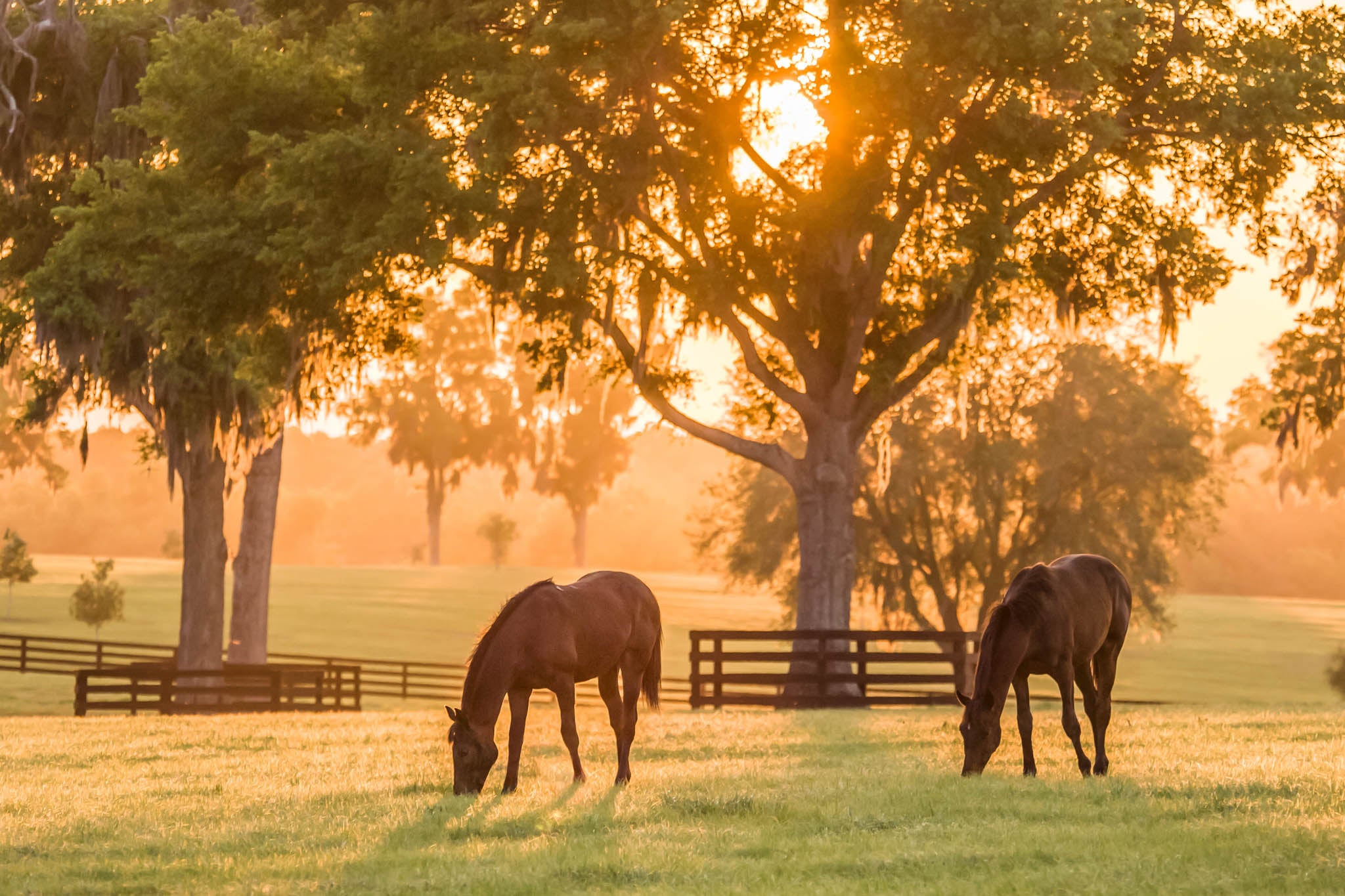 Horse Turnout: Understanding Its Importance for Equine Health and Well-being