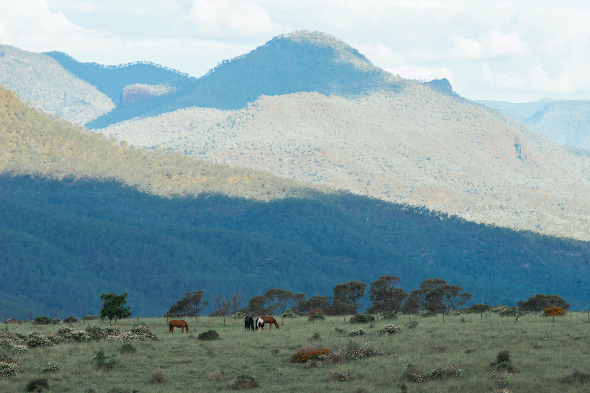 Horses in paddock with mountains in the background