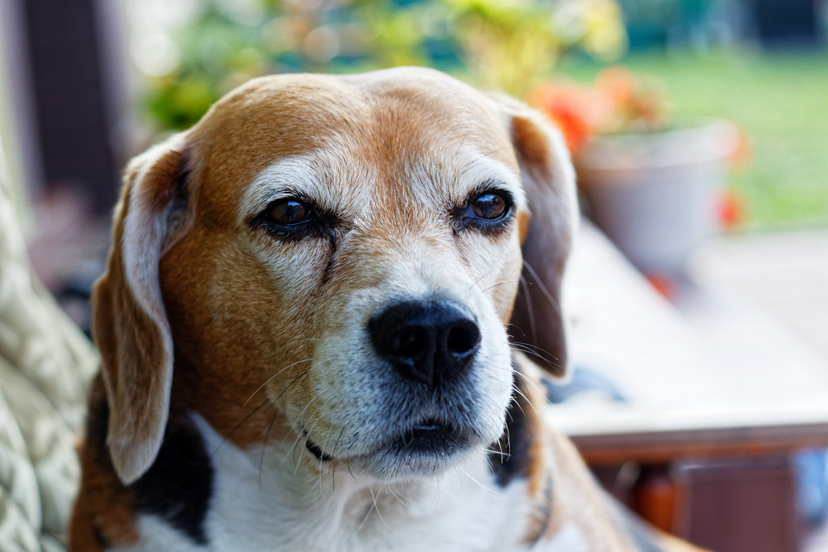 Old beagle dog