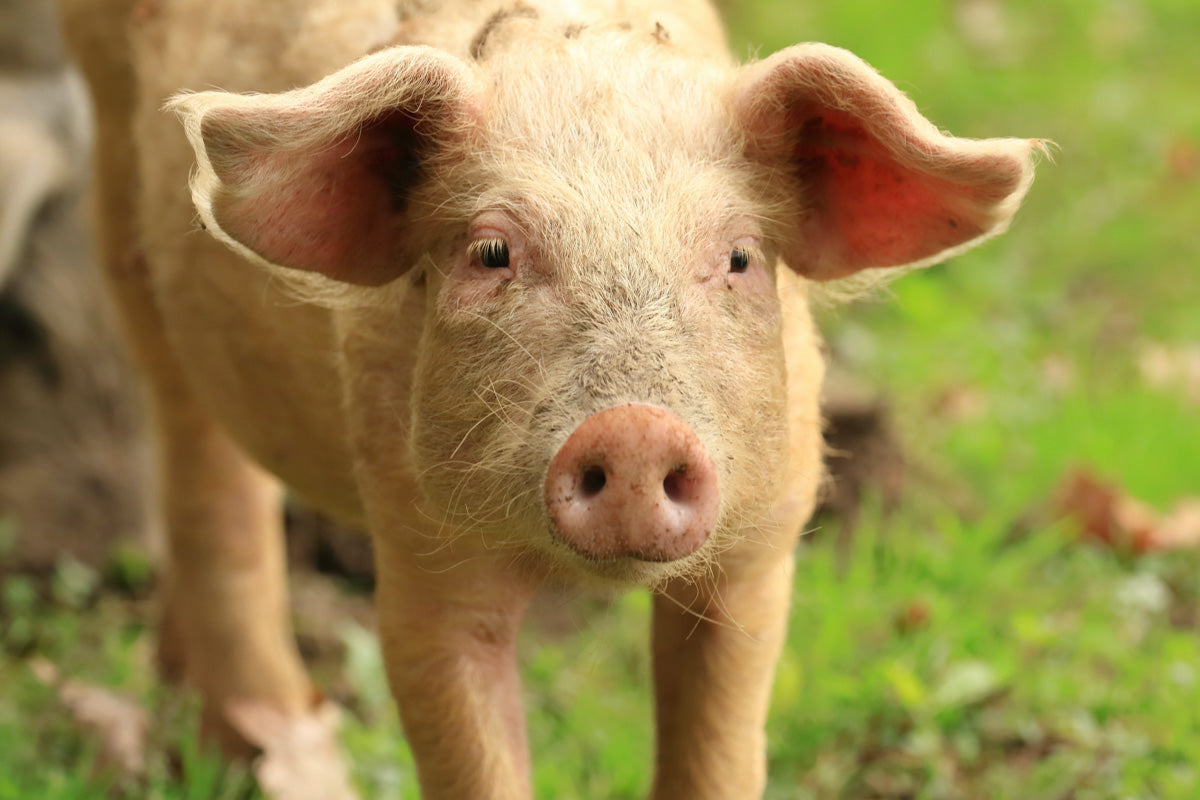 The Pros and Cons of Owning a Pig as a Pet