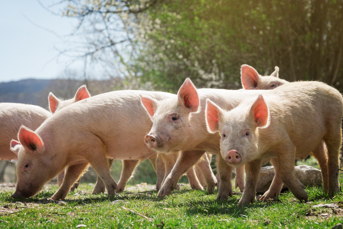 Pigs in a Field