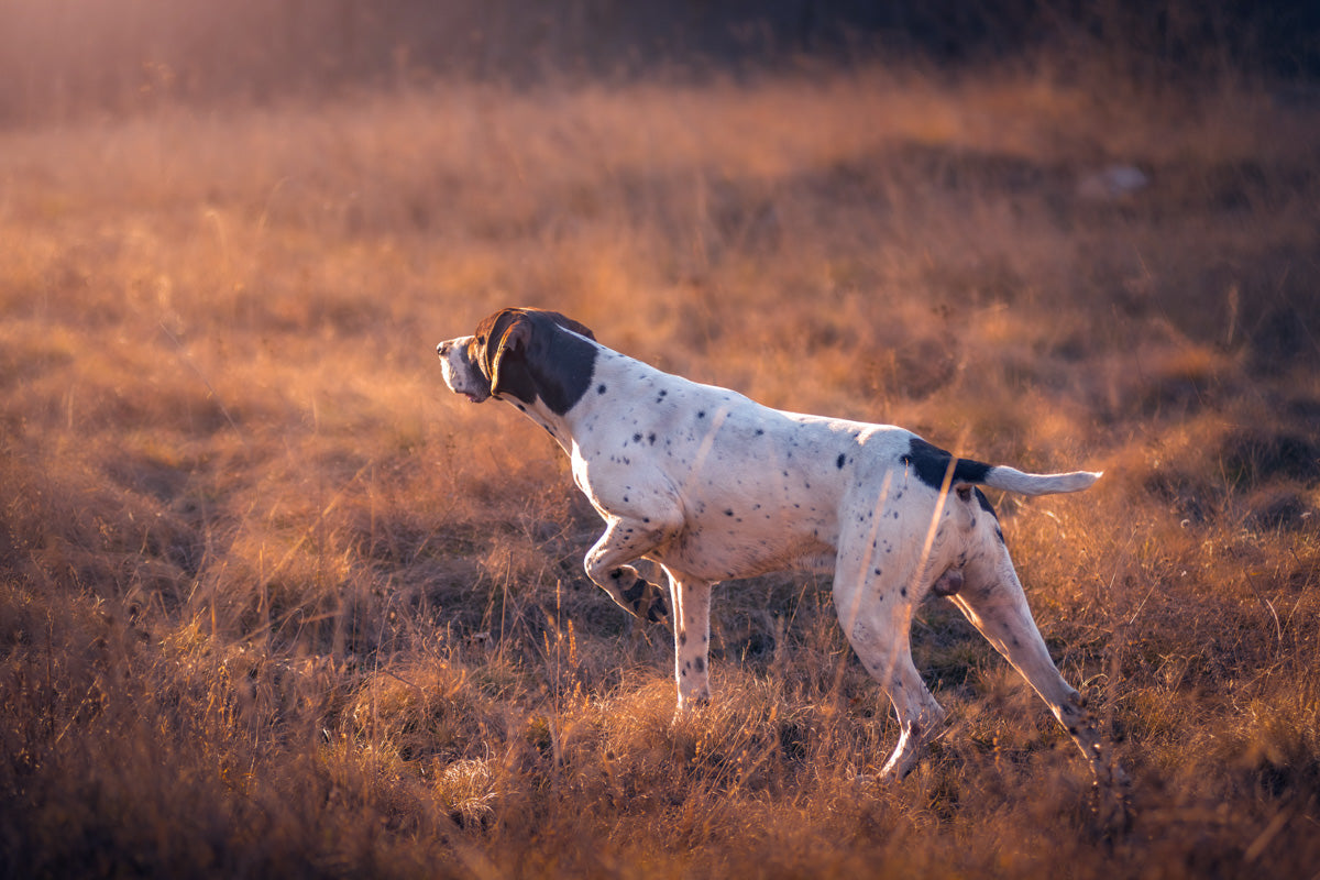 German Short Haired Pointer Pointing