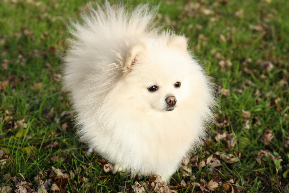 The World of Toy Dog Breeds: Origins, Traits, and Popular Breeds