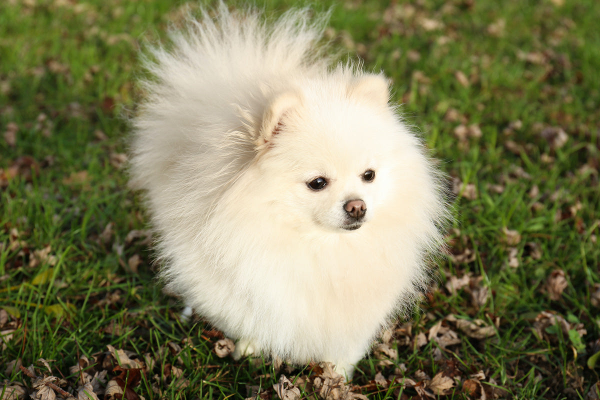 White pomeranian dog