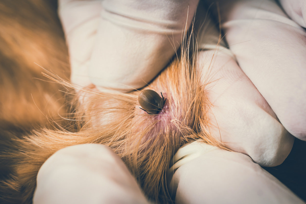 Dog with a Tick Infection