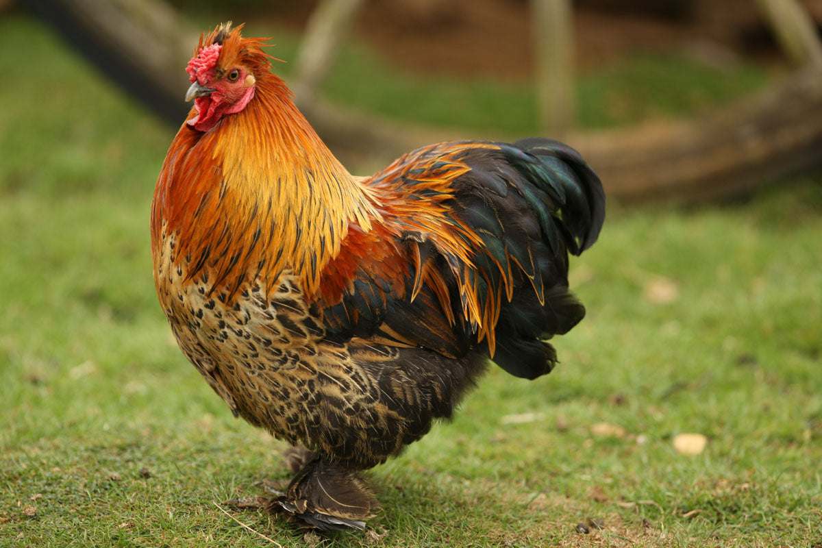 Bantam chicken