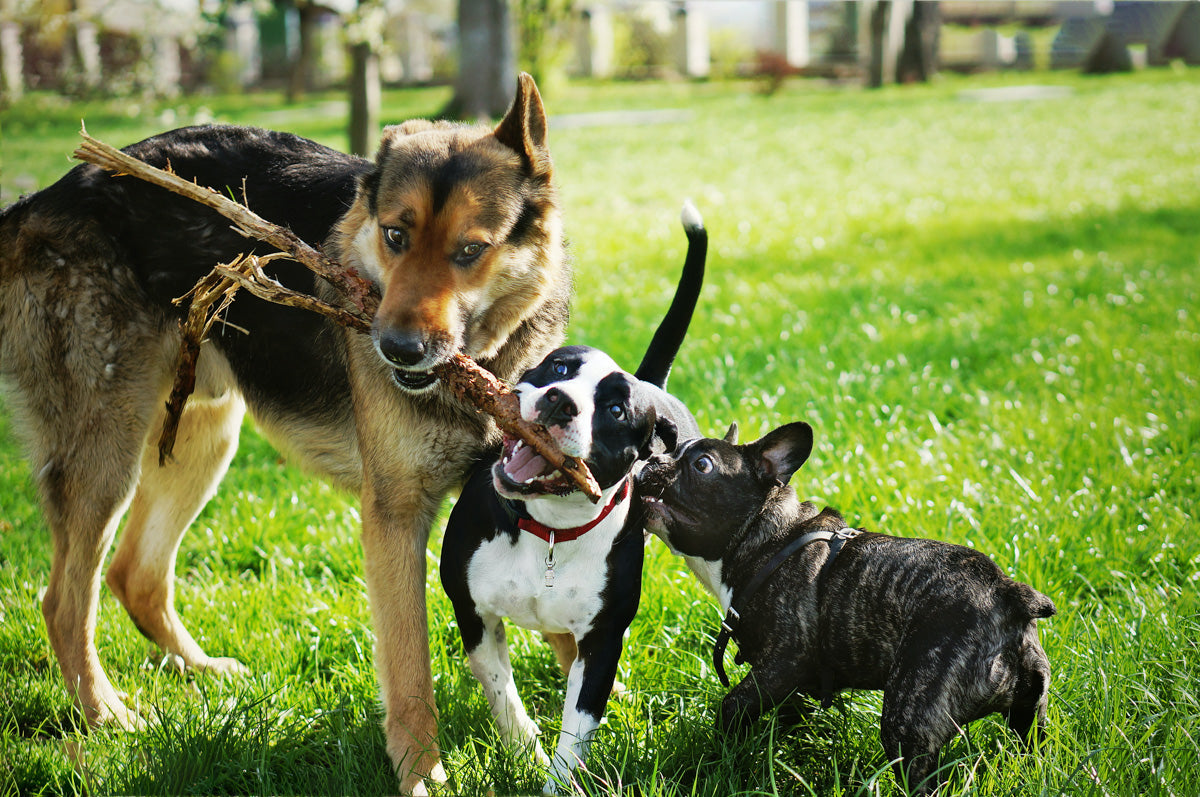 Should You Let Your Dog Chew on Sticks?